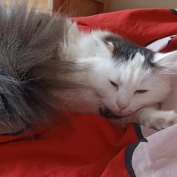 Katzen Flecki und Flocki möchten bei Dir einziehen, EKH - Katze