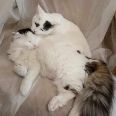 Katzen Flecki und Flocki möchten bei Dir einziehen, EKH - Katze