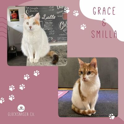 Katzen Grace und Smilla suchen ein neues Zuhause, EKH - Katze