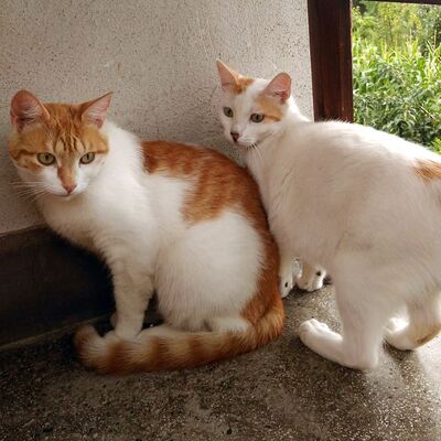 Katzen Grace und Smilla suchen ein neues Zuhause, EKH - Katze