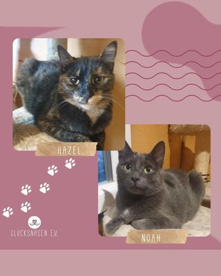 Katzen Hazel und Noah sind bereit für Dich, EKH - Katze