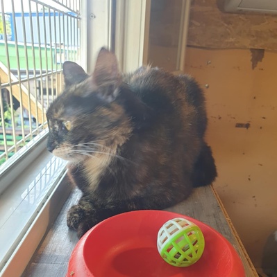 Katzen Hazel und Noah sind bereit für Dich, EKH - Katze