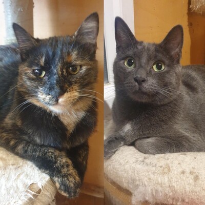 Katzen Hazel und Noah sind bereit für Dich, EKH - Katze