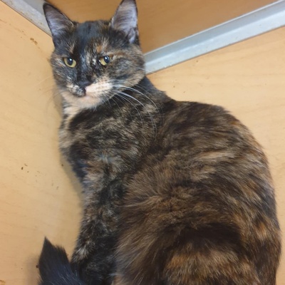 Katzen Hazel und Noah sind bereit für Dich, EKH - Katze