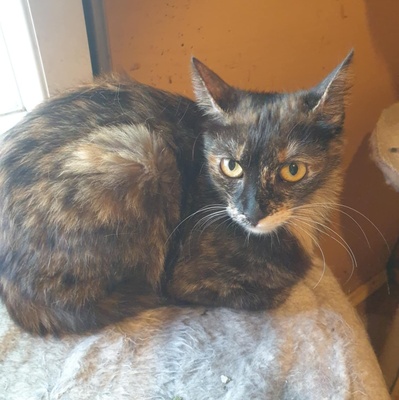 Katzen Hazel und Noah sind bereit für Dich, EKH - Katze