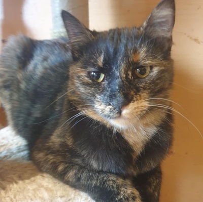 Katzen Hazel und Noah sind bereit für Dich, EKH - Katze