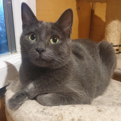 Katzen Hazel und Noah sind bereit für Dich, EKH - Katze