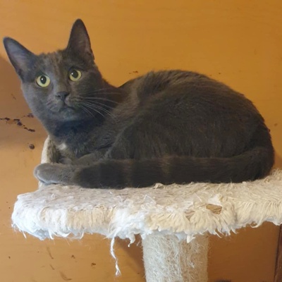 Katzen Hazel und Noah sind bereit für Dich, EKH - Katze