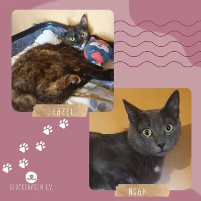 Katzen Hazel und Noah suchen ihre Dosenöffner, EKH - Katze
