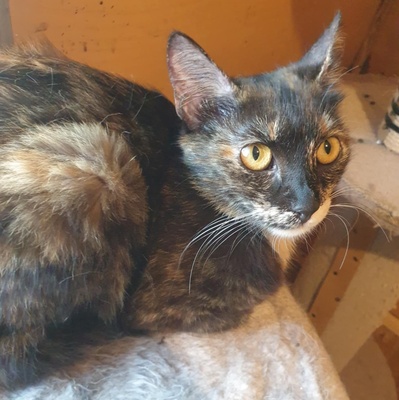 Katzen Hazel und Noah suchen ihre Dosenöffner, EKH - Katze