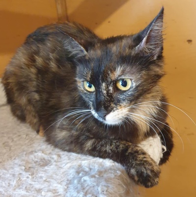 Katzen Hazel und Noah suchen ihre Dosenöffner, EKH - Katze