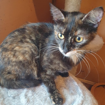 Katzen Hazel und Noah suchen ihre Dosenöffner, EKH - Katze