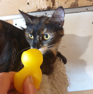 Katzen Hazel und Noah suchen ihre Dosenöffner, EKH - Katze