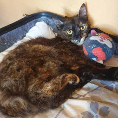 Katzen Hazel und Noah suchen ihre Dosenöffner, EKH - Katze