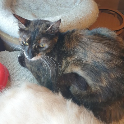 Katzen Hazel und Noah suchen ihre Dosenöffner, EKH - Katze