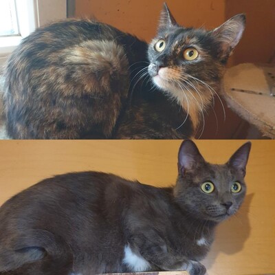 Katzen Hazel und Noah suchen ihre Dosenöffner, EKH - Katze