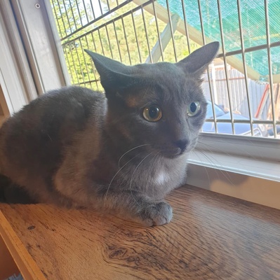 Katzen Hazel und Noah suchen ihre Dosenöffner, EKH - Katze