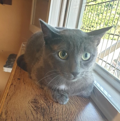 Katzen Hazel und Noah suchen ihre Dosenöffner, EKH - Katze