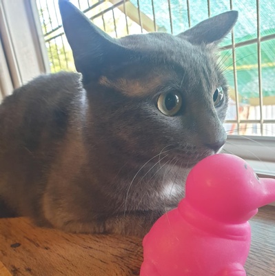 Katzen Hazel und Noah suchen ihre Dosenöffner, EKH - Katze