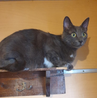 Katzen Hazel und Noah suchen ihre Dosenöffner, EKH - Katze