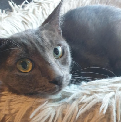 Katzen Hazel und Noah suchen ihre Dosenöffner, EKH - Katze