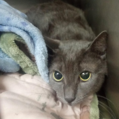 Katzen Hazel und Noah suchen ihre Dosenöffner, EKH - Katze