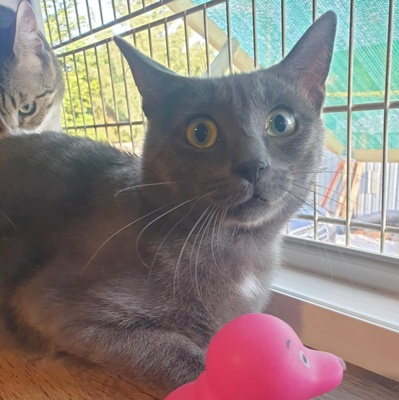 Katzen Hazel und Noah suchen ihre Dosenöffner, EKH - Katze