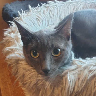 Katzen Hazel und Noah suchen ihre Dosenöffner, EKH - Katze