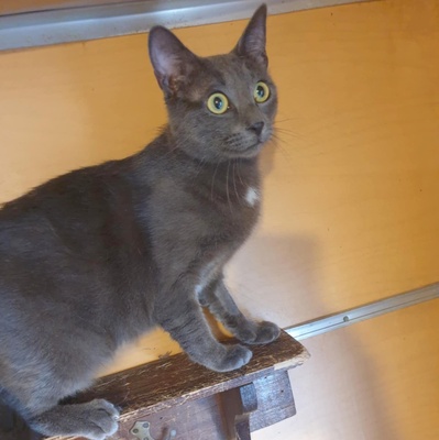 Katzen Hazel und Noah suchen ihre Dosenöffner, EKH - Katze