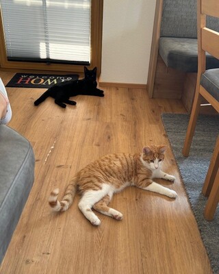 Katzen Jungtier - Kater