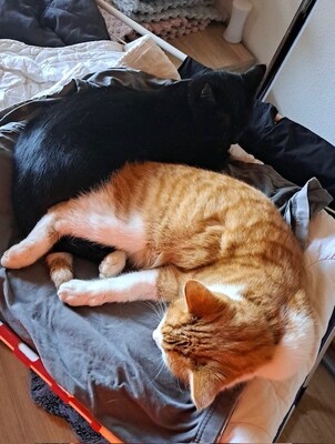 Katzen Jungtier - Kater