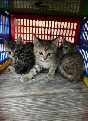 Katzen Jungtier - Kater