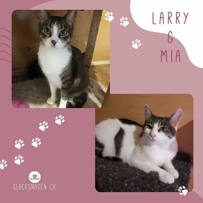 Katzen Larry und Mia möchten gern umziehen, EKH - Kater