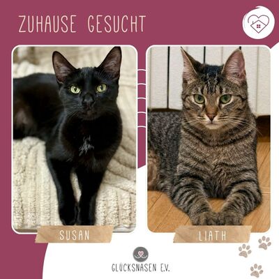 Katzen Liath und Susan sind bereit zu reisen, EKH - Katze