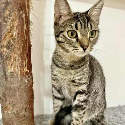 Katzen Liath und Susan sind bereit zu reisen, EKH - Katze