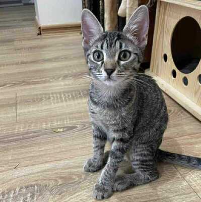 Katzen Liath und Susan sind bereit zu reisen, EKH - Katze