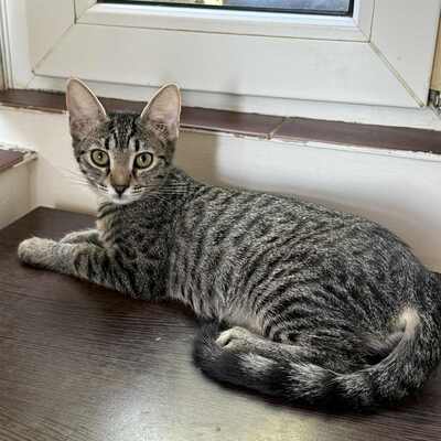Katzen Liath und Susan sind bereit zu reisen, EKH - Katze