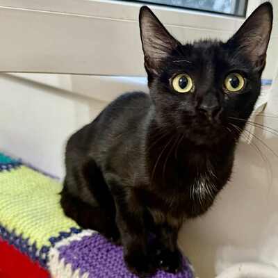 Katzen Liath und Susan sind bereit zu reisen, EKH - Katze