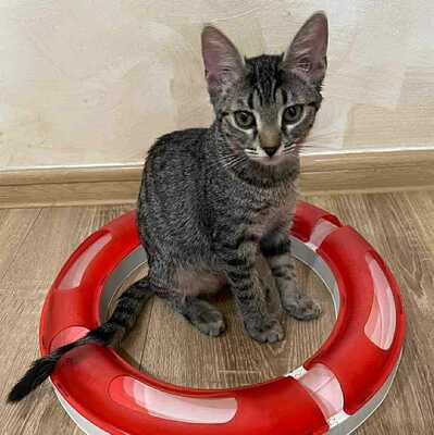 Katzen Liath und Susan sind bereit zu reisen, EKH - Katze
