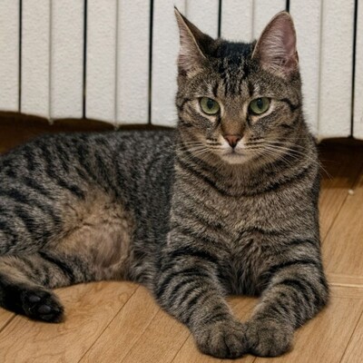 Katzen Liath und Susan sind bereit zu reisen, EKH - Katze