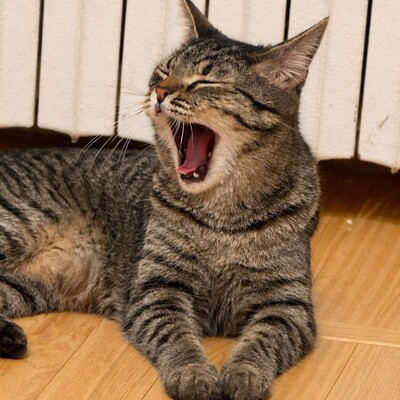 Katzen Liath und Susan sind bereit zu reisen, EKH - Katze