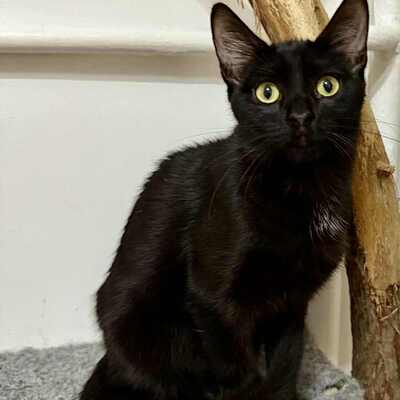 Katzen Liath und Susan sind bereit zu reisen, EKH - Katze