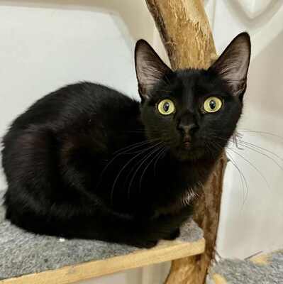Katzen Liath und Susan sind bereit zu reisen, EKH - Katze
