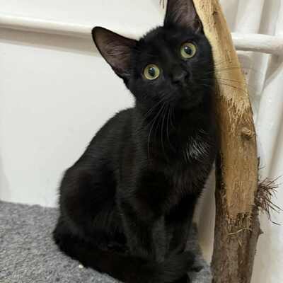 Katzen Liath und Susan sind bereit zu reisen, EKH - Katze