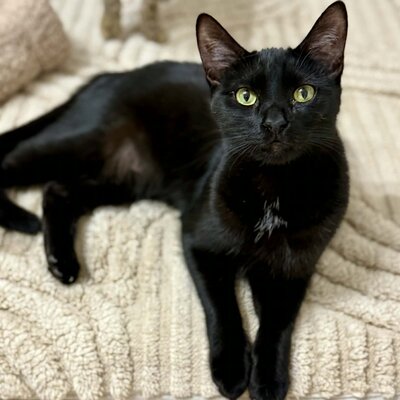 Katzen Liath und Susan sind bereit zu reisen, EKH - Katze