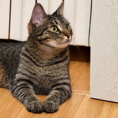Katzen Liath und Susan sind bereit zu reisen, EKH - Katze