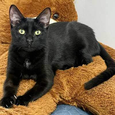 Katzen Liath und Susan sind bereit zu reisen, EKH - Katze