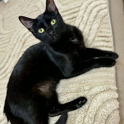Katzen Liath und Susan sind bereit zu reisen, EKH - Katze