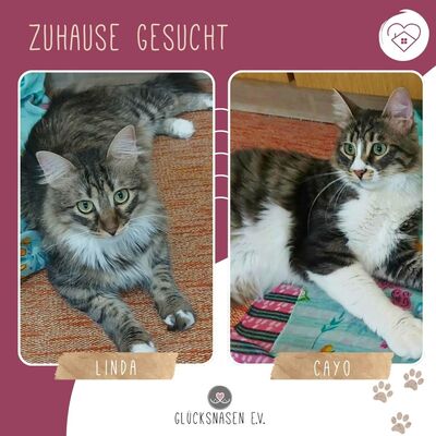 Katzen Linda und Cayo freuen sich auf Dich