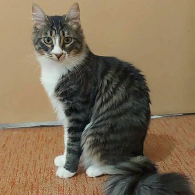 Katzen Linda und Cayo freuen sich auf Dich, EKH - Katze